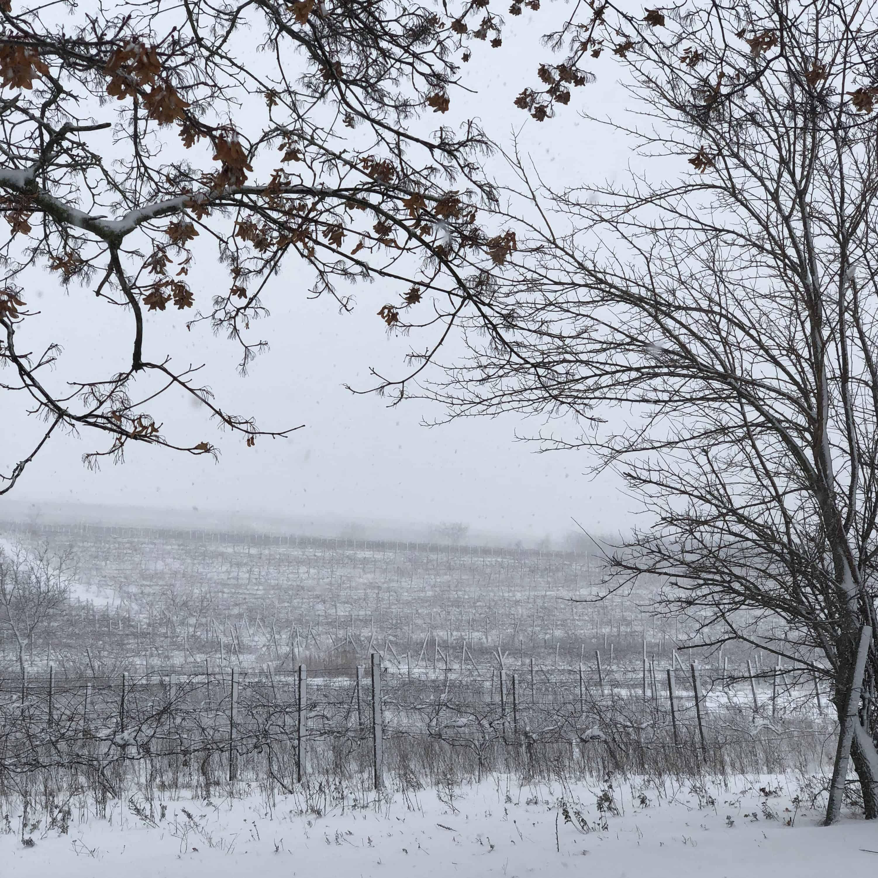 Weinberge Moldawien Winter