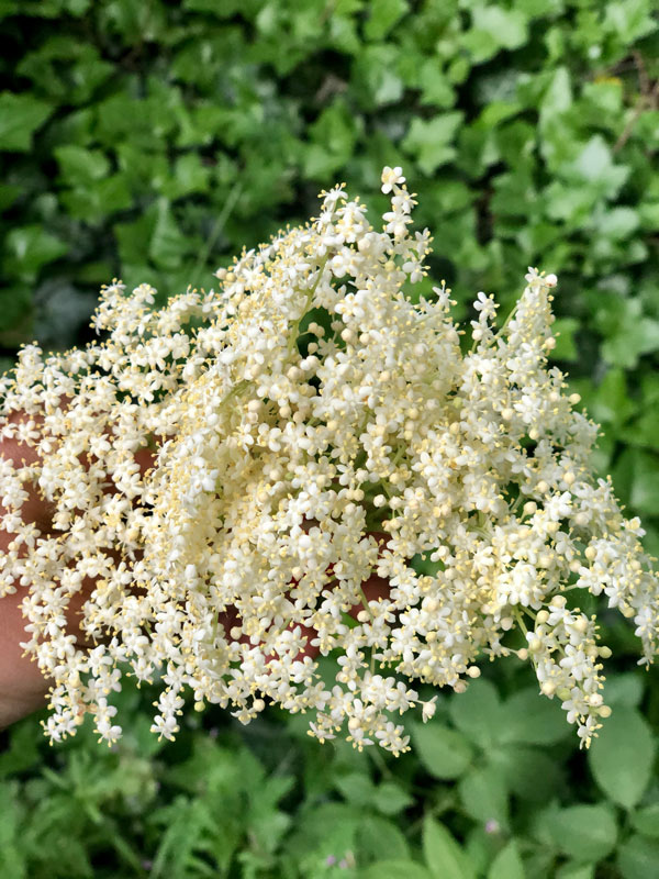 Dolde Holunderblüten