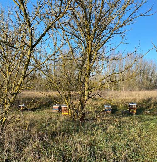 Bienenstöcke Honig Hobrechtsfelde Green Honey