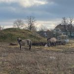 Wildpferde Konik Polski Hobrechtsfelde Berlin