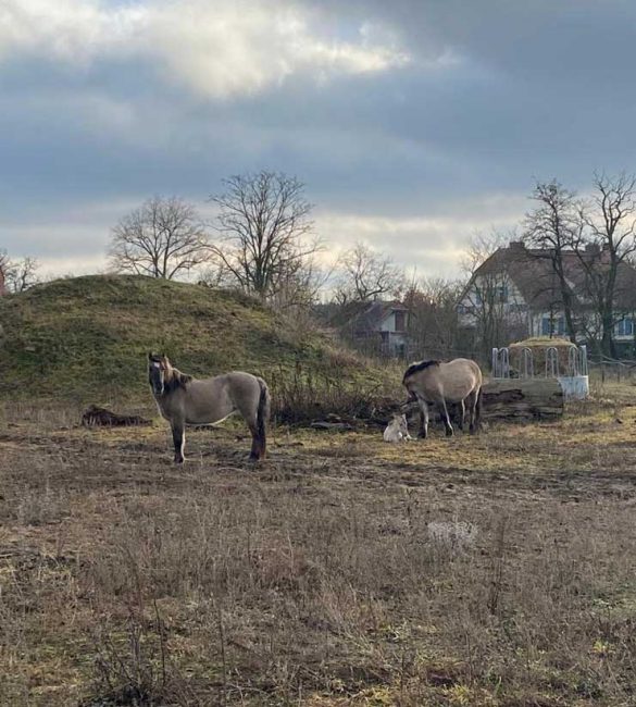 Wildpferde Konik Polski Hobrechtsfelde Berlin