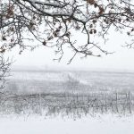 Weinland Moldawien Winter Weinanbau Moldau