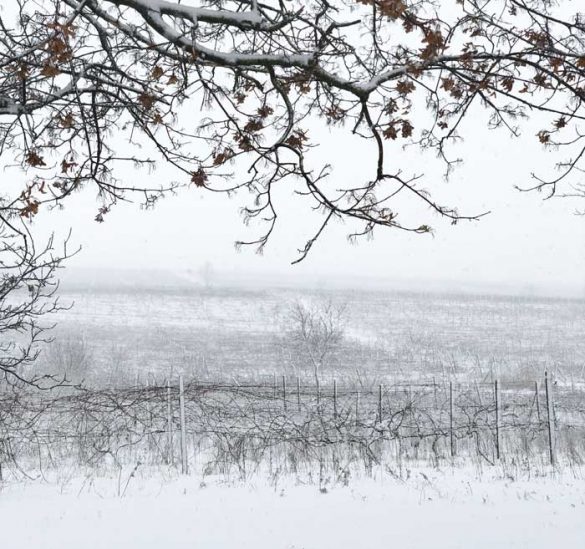 Weinland Moldawien Winter Weinanbau Moldau